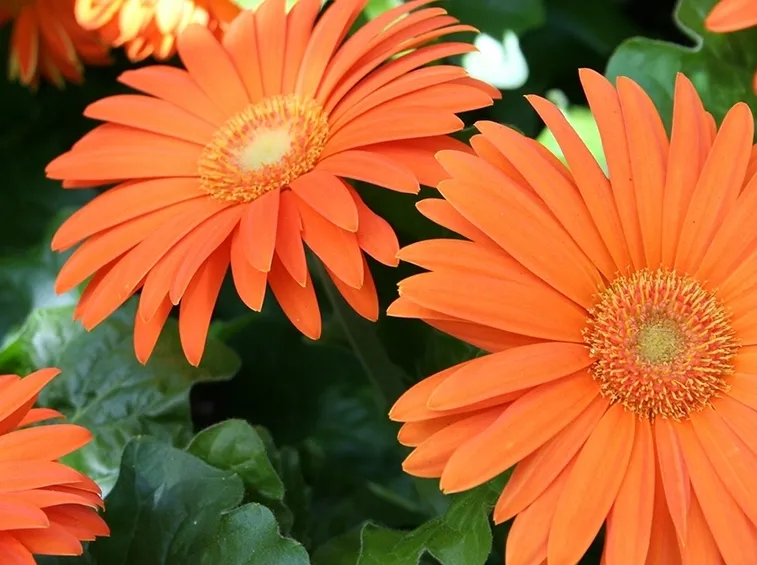 Gerbera