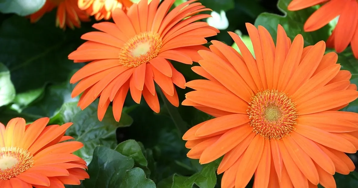 Gerbera