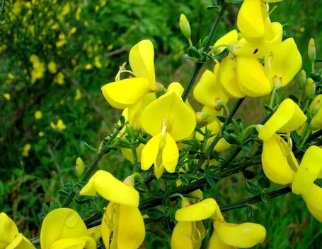 ginestra