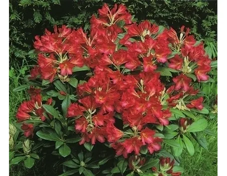 Domanda : help azalea