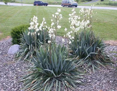 Domanda : Info su yucca eleganti pers.