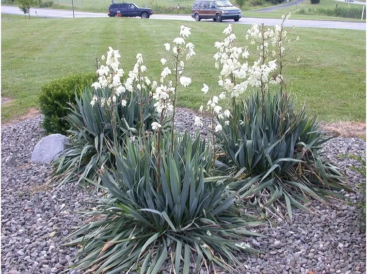 Domanda : Info su yucca eleganti pers.