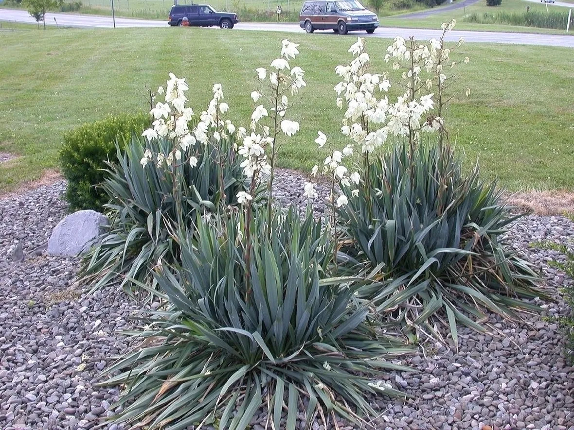 Domanda : Info su yucca eleganti pers.