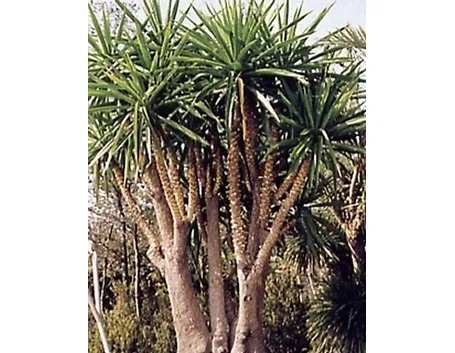 Domanda: info su yucca