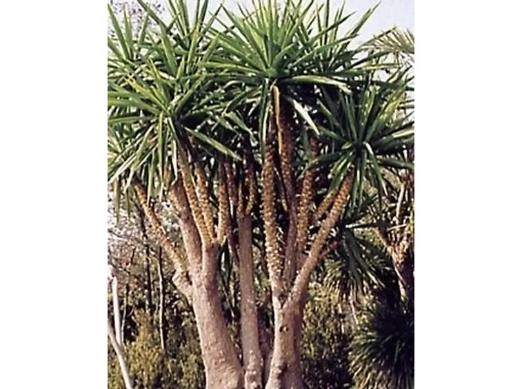 Domanda: info su yucca