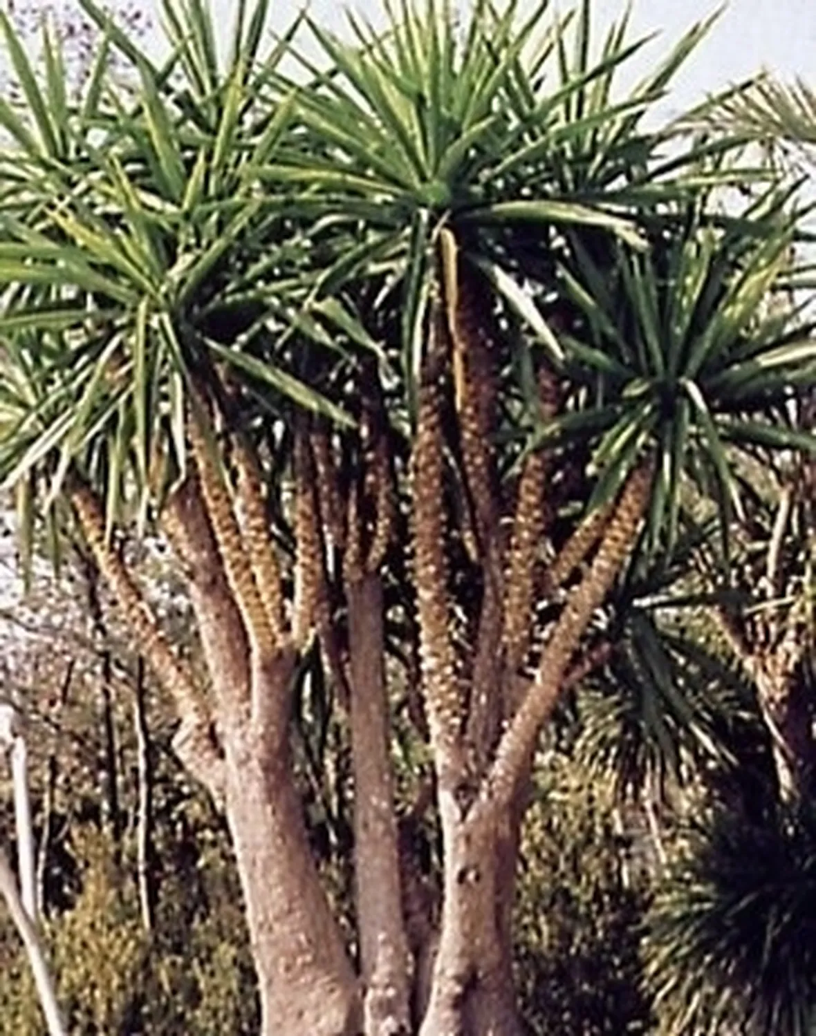 Domanda: info su yucca