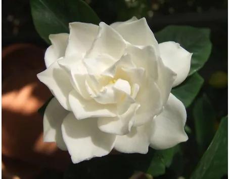 Domanda: Ingiallimento apicale della gardenia