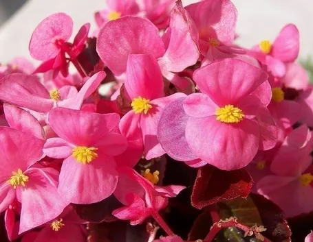 Domanda: la mia begonia soffre
