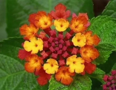 Domanda : lantana 