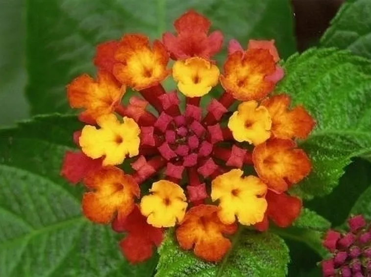 Domanda : lantana 