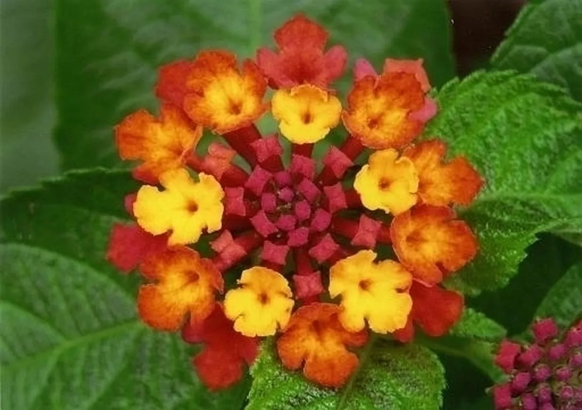 Domanda : lantana 