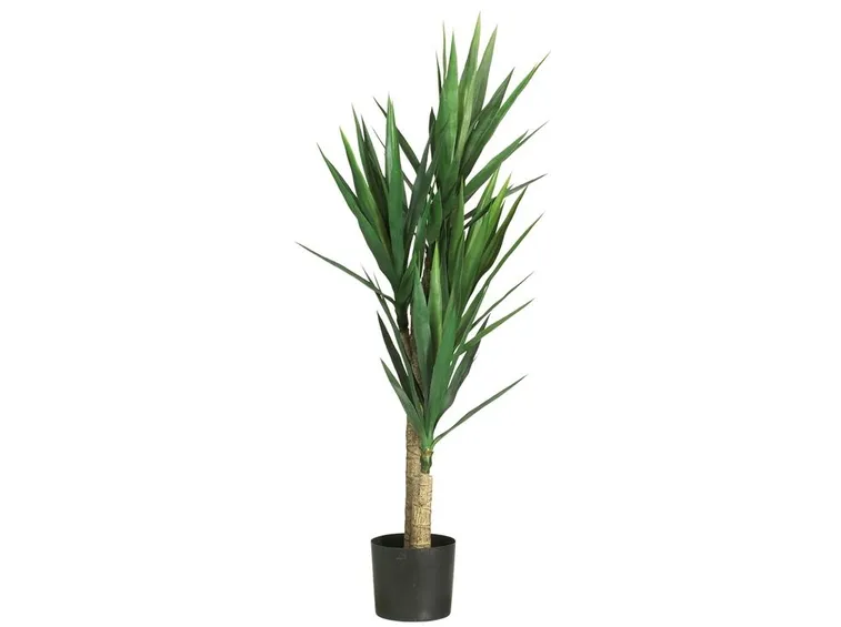 Domanda: le radici della yucca possono rovinare un muro di contenimento?
