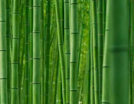 Domanda : malattia bambu