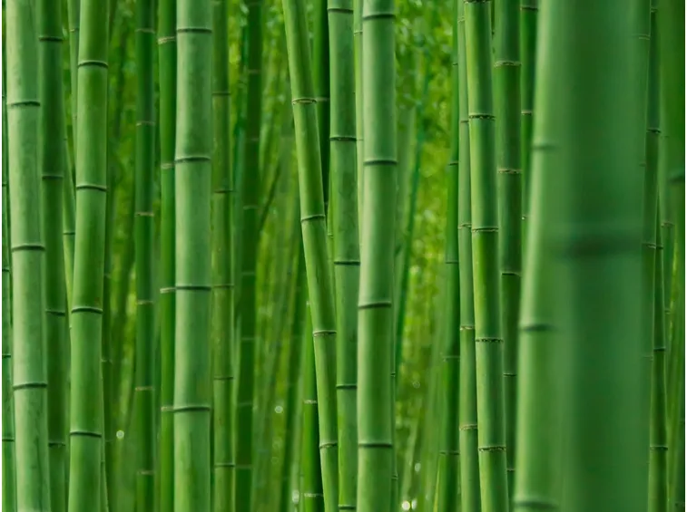 Domanda : malattia bambu