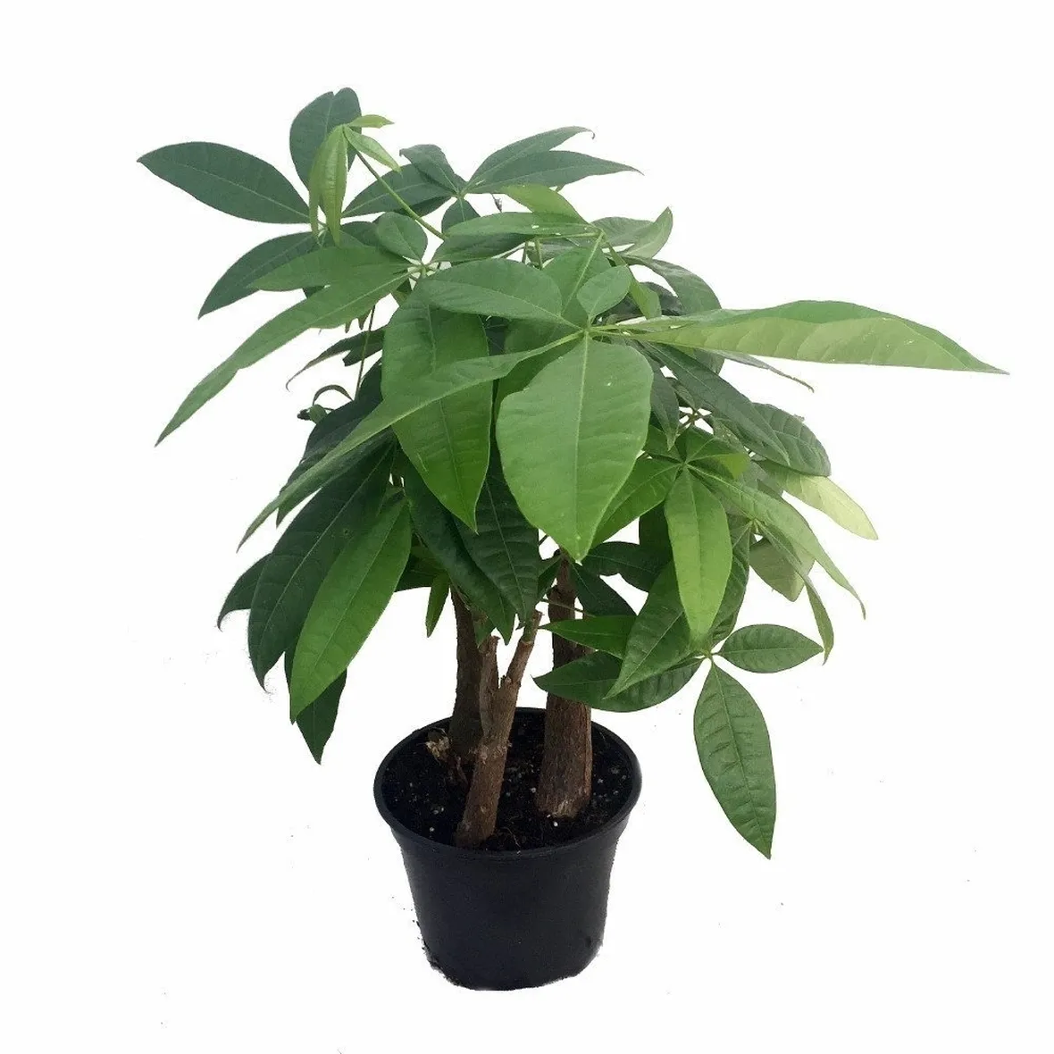 Domanda: Pachira acquatica