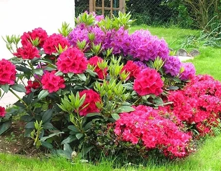 Domanda: Quanto diventa grande una azalea?