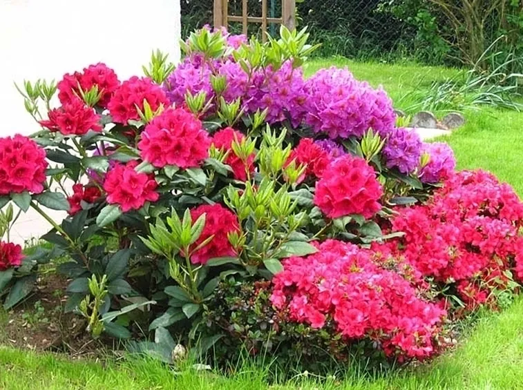 Domanda: Quanto diventa grande una azalea?
