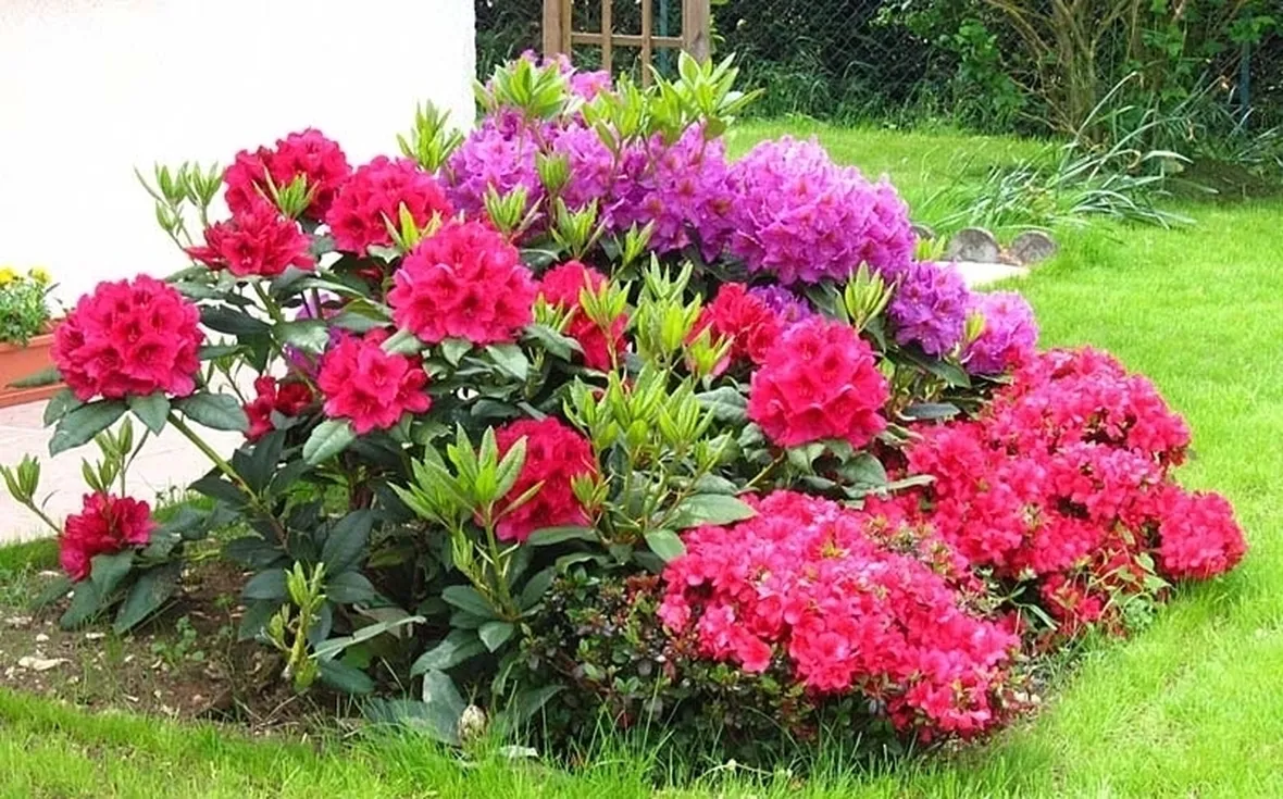 Domanda: Quanto diventa grande una azalea?