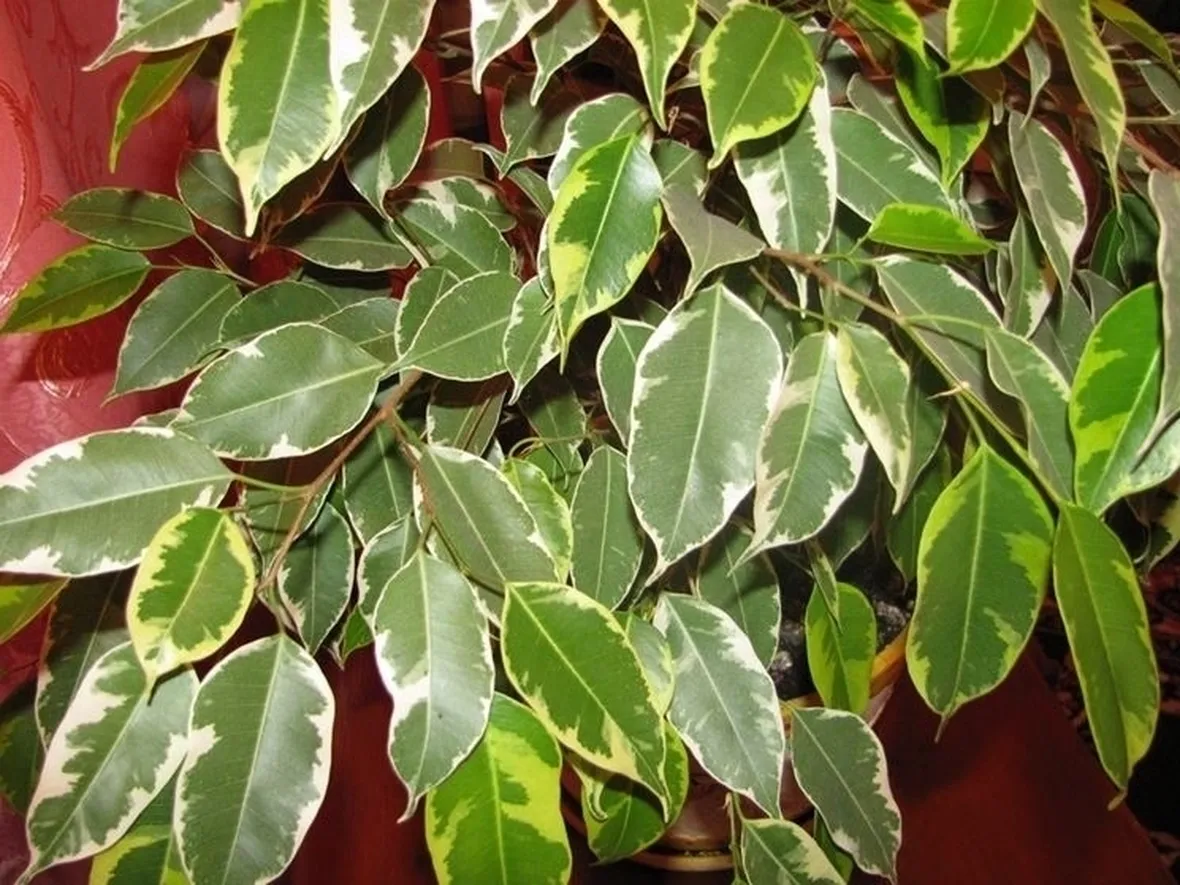 Domanda: Rinvaso del ficus benjamina