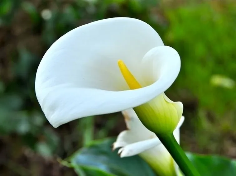 Domanda : riproduzione calla