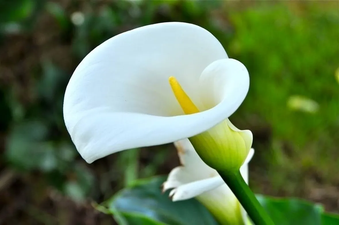 Domanda : riproduzione calla