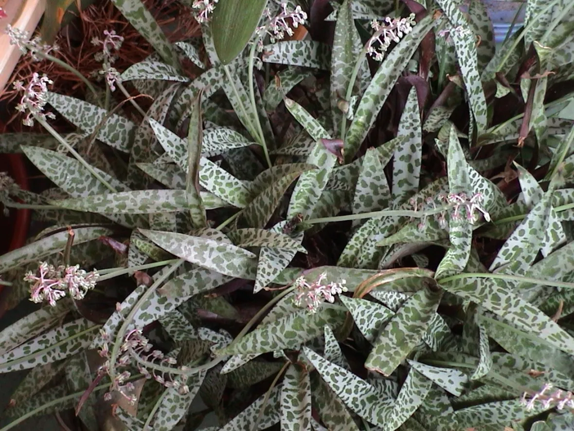 Domanda: Scilla violacea