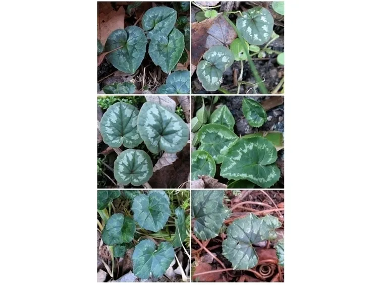 Domanda: un ciclamino senza fiori