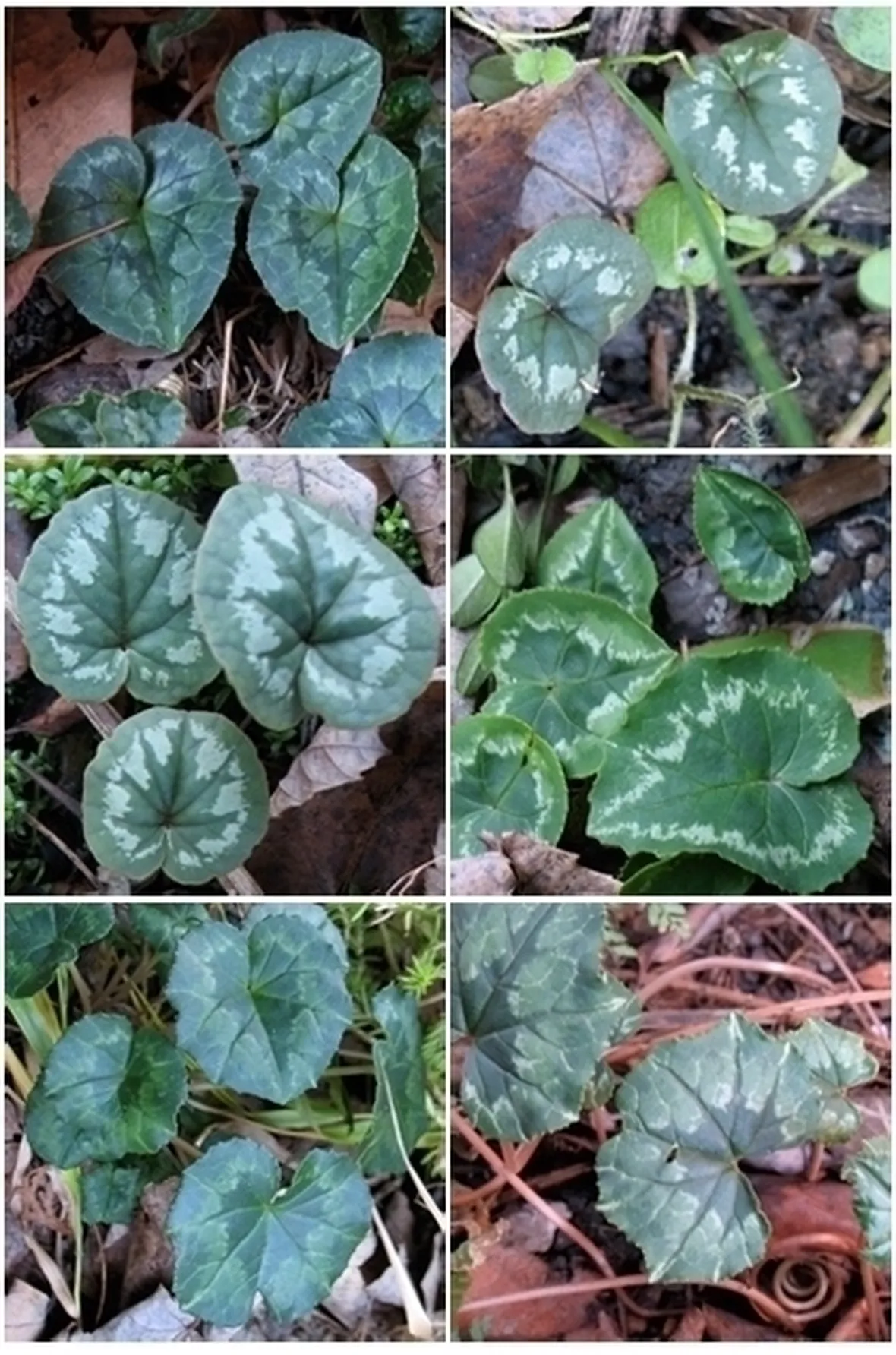 Domanda: un ciclamino senza fiori