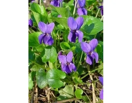 Domanda : viola fuori?