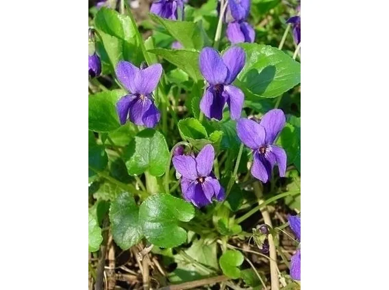Domanda : viola fuori?