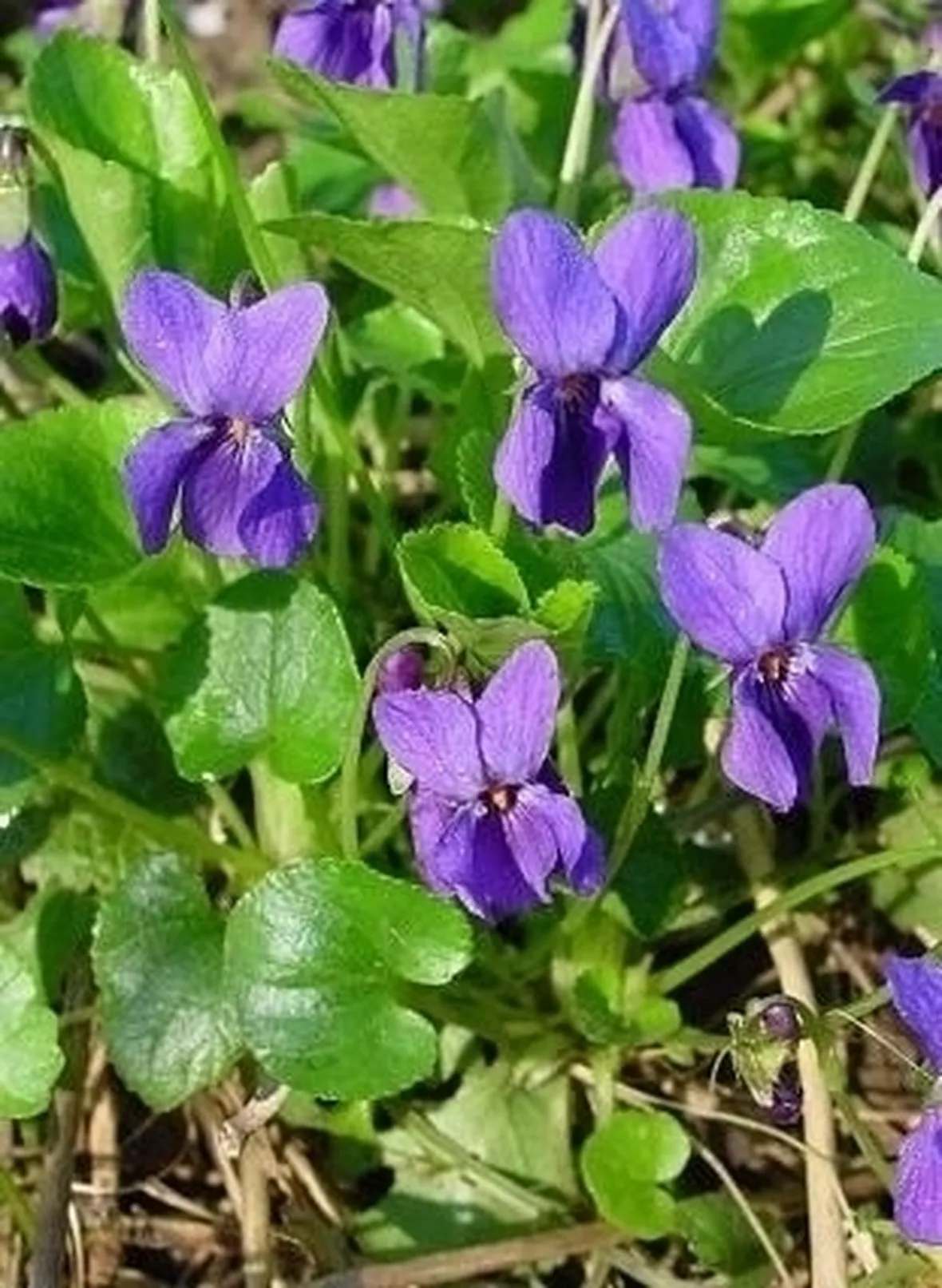 Domanda : viola fuori?