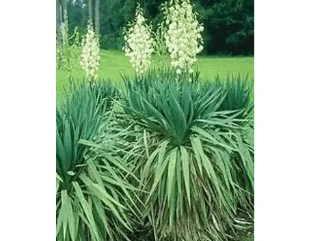 Domanda : Yucca ammalata
