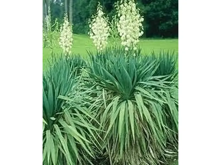 Domanda : Yucca ammalata