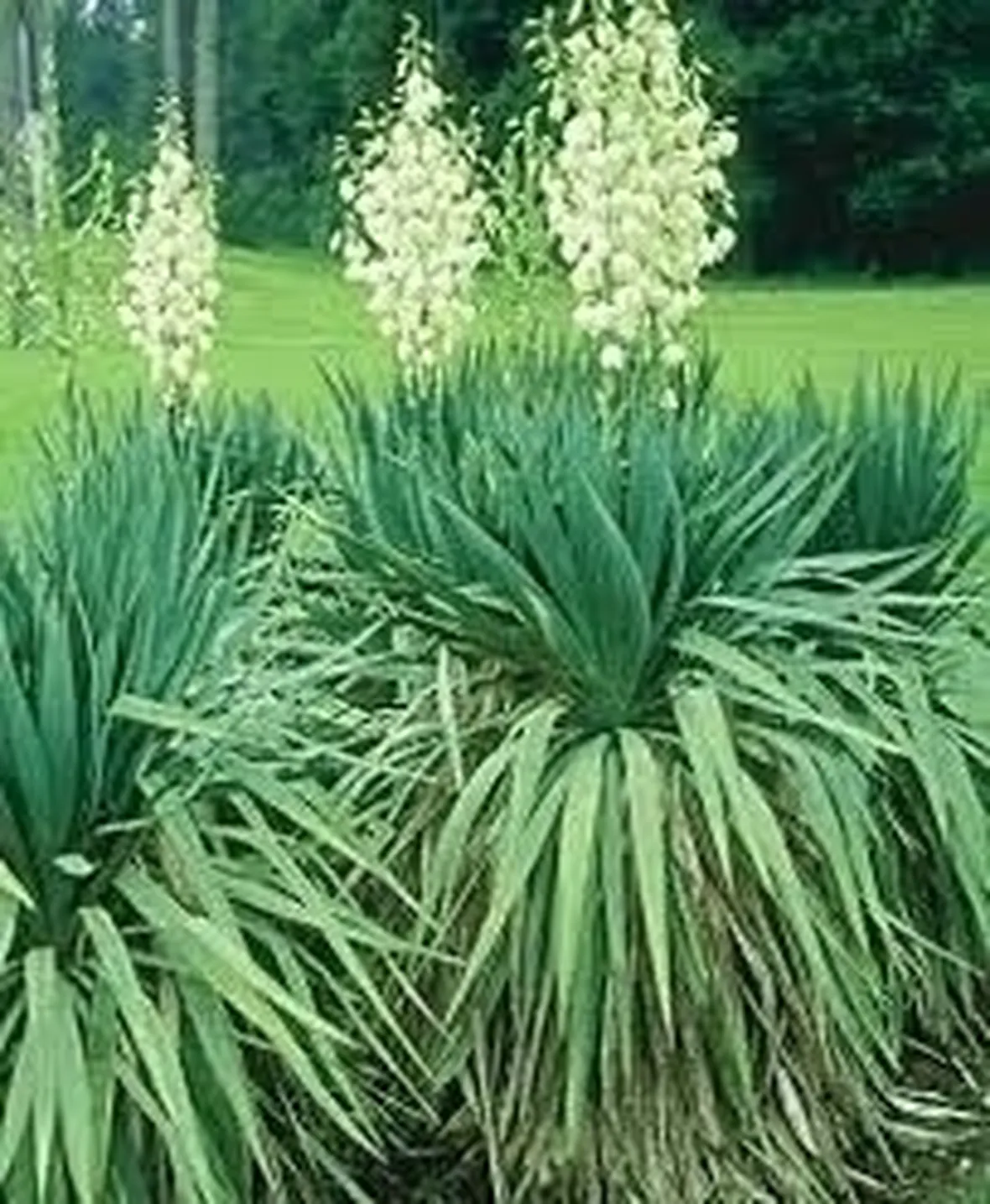 Domanda : Yucca ammalata