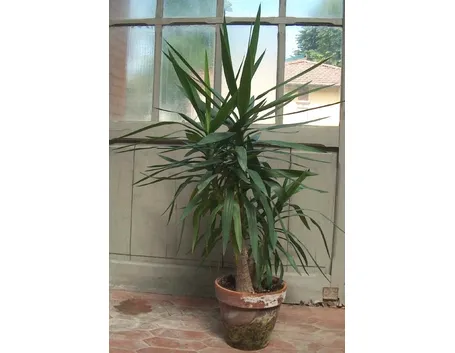 Domanda : yucca