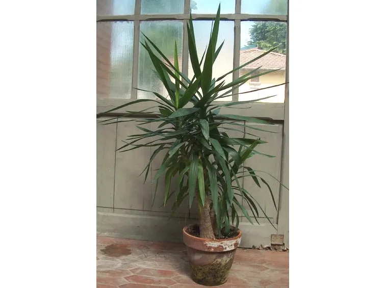 Domanda : yucca