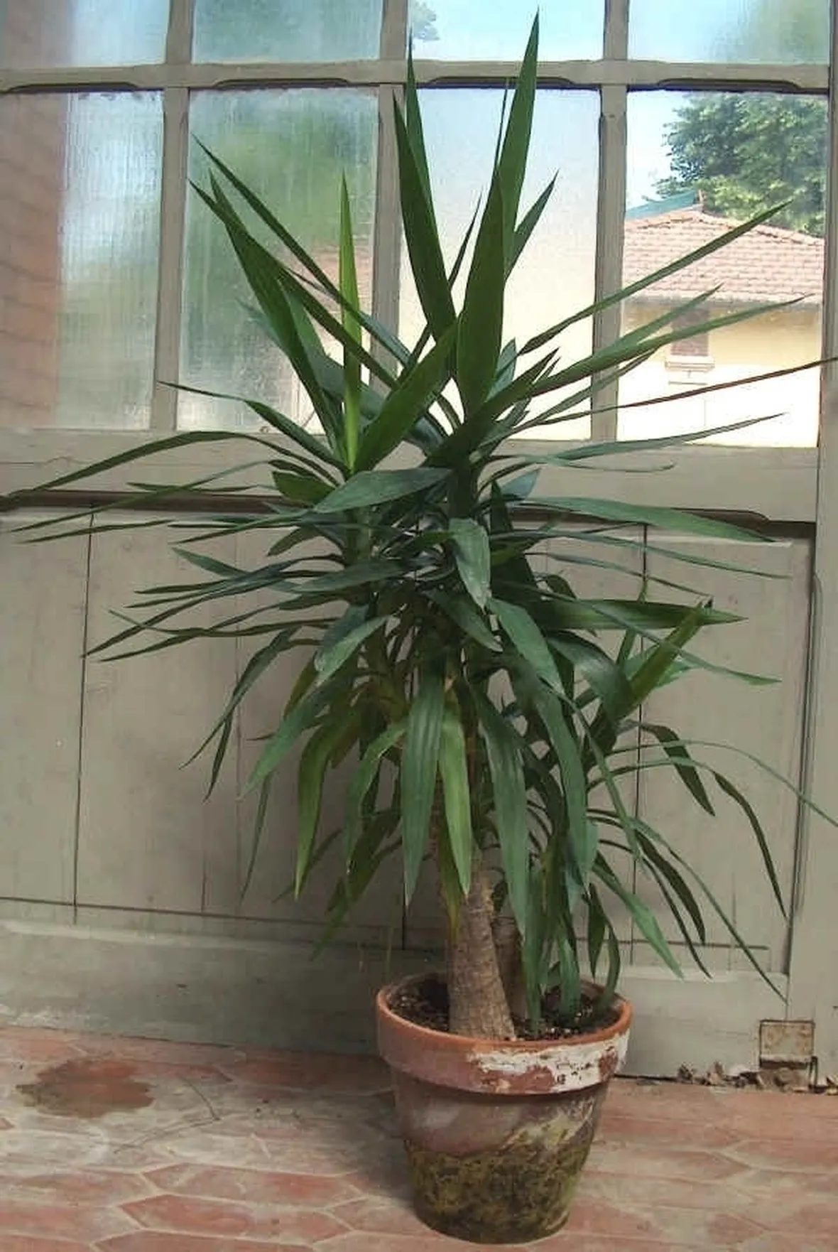 Domanda : yucca