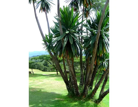 dracena