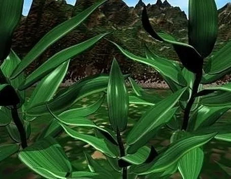 Dracena