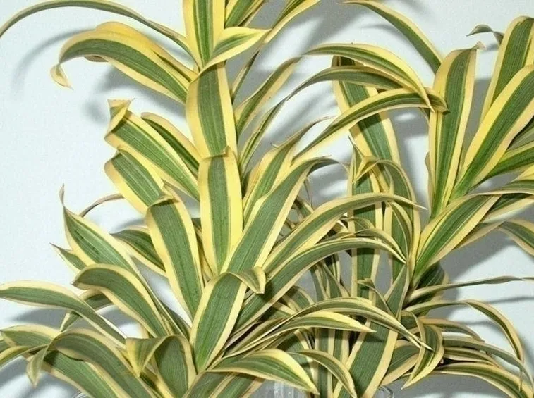 Arredare gli interni con la dracena
