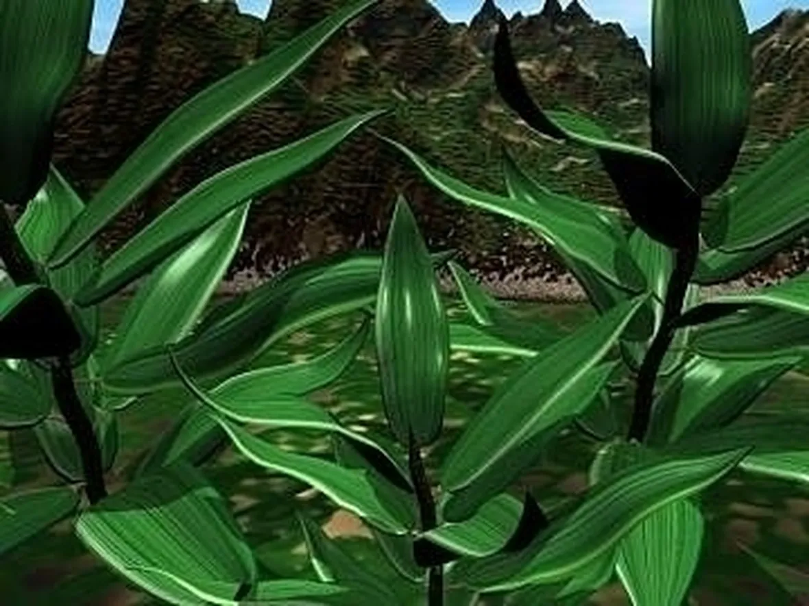 Dracena