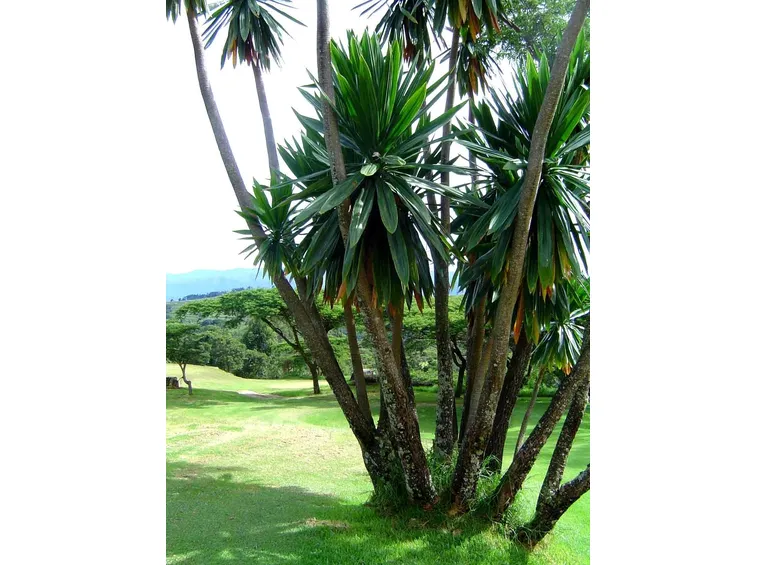 dracena