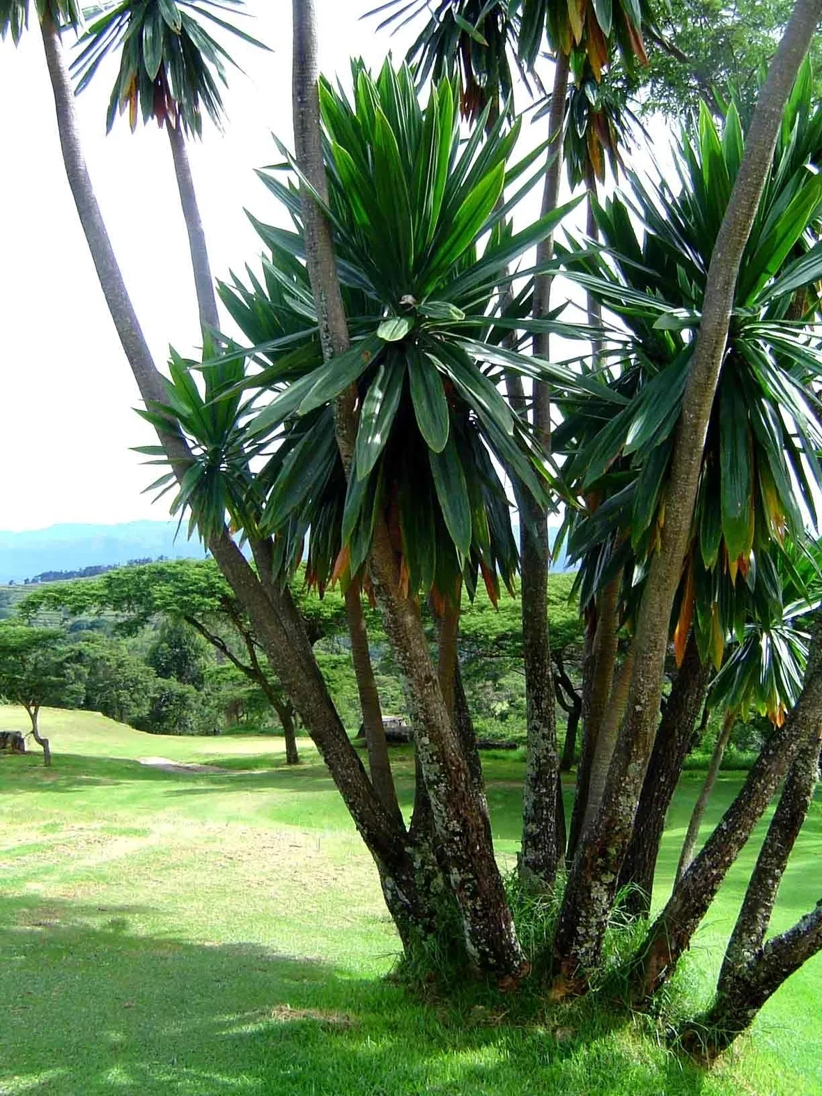 dracena