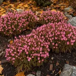 Quali eriche fioriscono in autunno: brugo, Erica gracilis e darleyensis