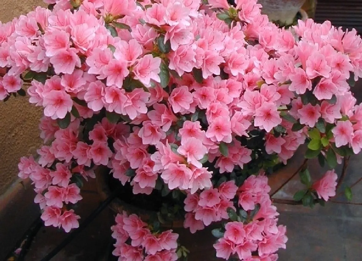 Esposizione azalea