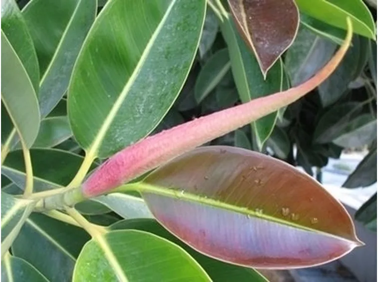 ficus