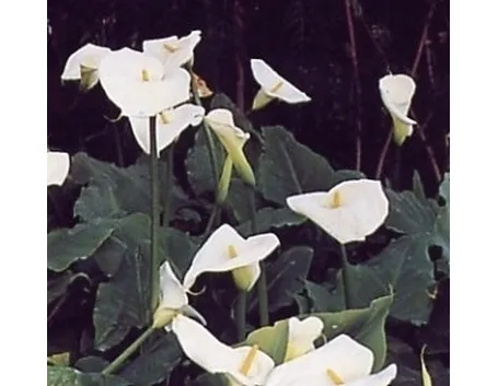 Fiori calla 