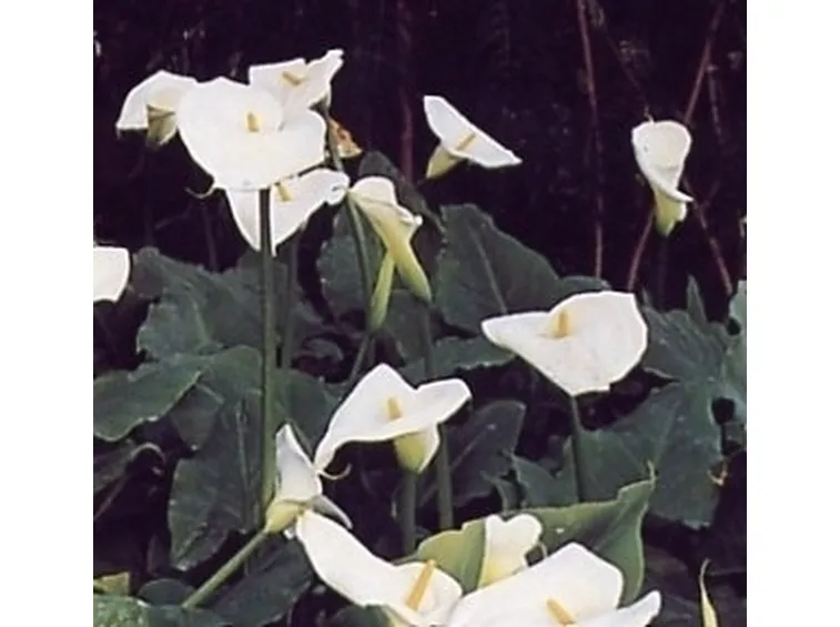 Fiori calla 
