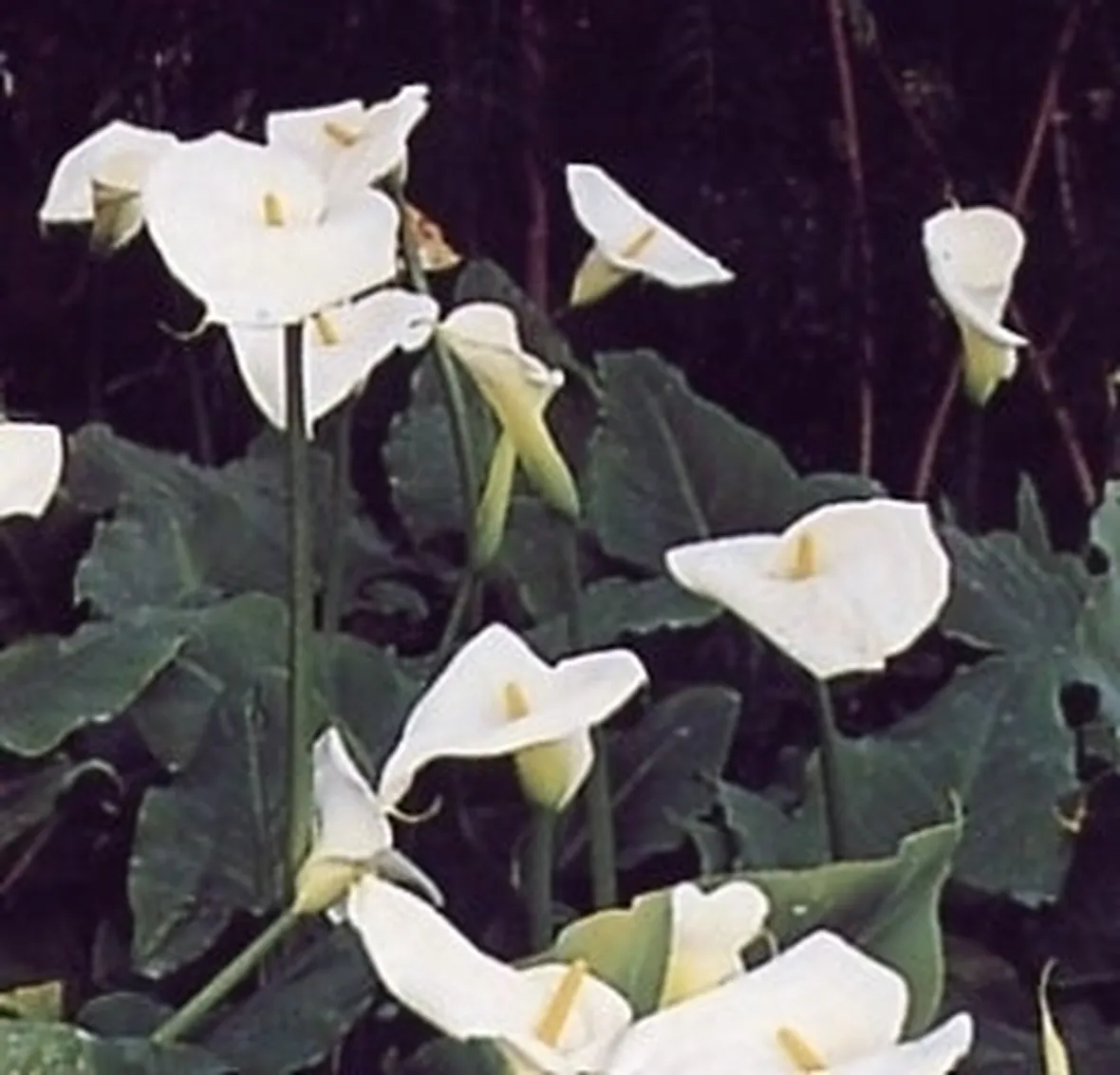 Fiori calla 