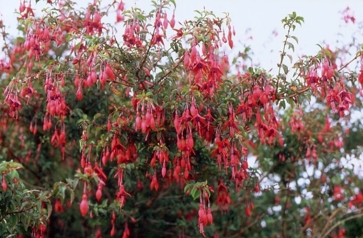 fucsia-8